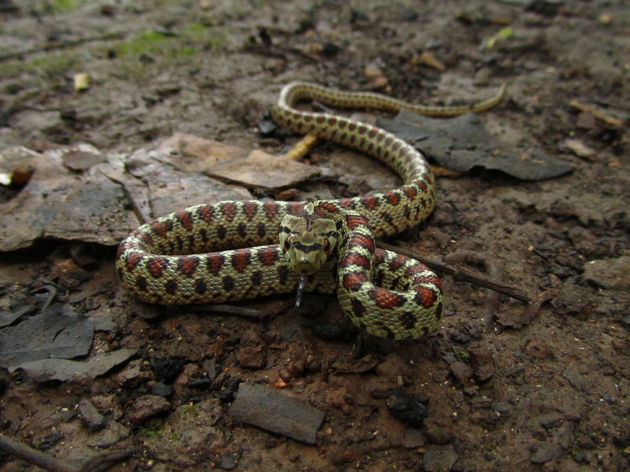 Six shocking facts about snakes you probably didn’t know One Earth
